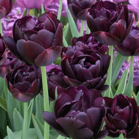 Black Hero Tulip Tulip Black Hero Plants Purple Garden Tulips