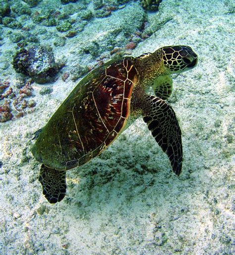Kona Has So Many Sea Turtles Its Quite An Experience To Swim With