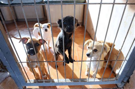 Sos De Los Refugios De Animales Sin Adopciones Están Al Límite De