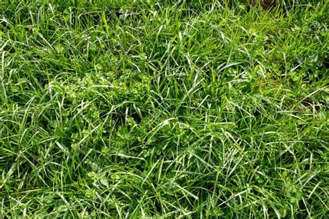 8 Different Types Of Grass For Residential Lawns Nayturr