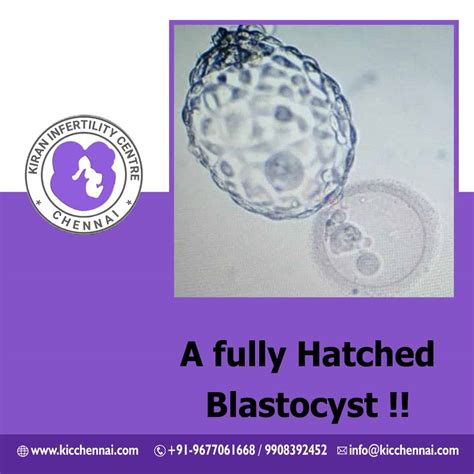 A Fully Hatched Blastocyst