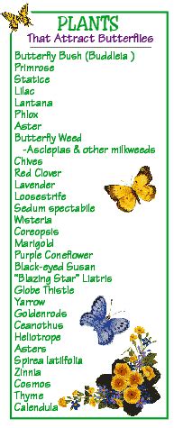 They are listed as they flower through the season (starting with spring flowering up to the. Bring in the Butterflies | The Garden Glove