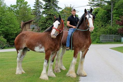 Clydesdales To Give You An Idea Of How Huge They Really Are
