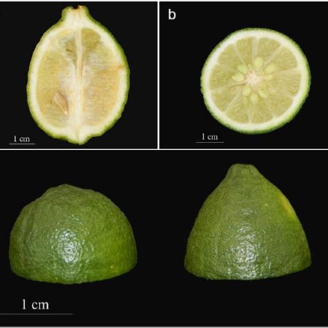 morphological characteristics of citrus micrantha icrops 1372 the download scientific