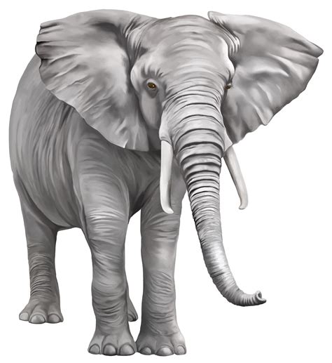 Download Elephant Free Download Hq Png Image Freepngimg