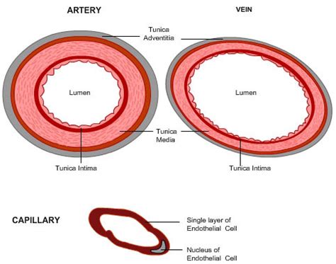 Dimitrios mytilinaios md, phd last reviewed: Anatomy of blood vessels flashcards | Quizlet