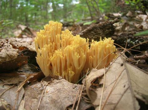 Cool Find This Morning Yellow Coral Fungi Mushroom Hunting And