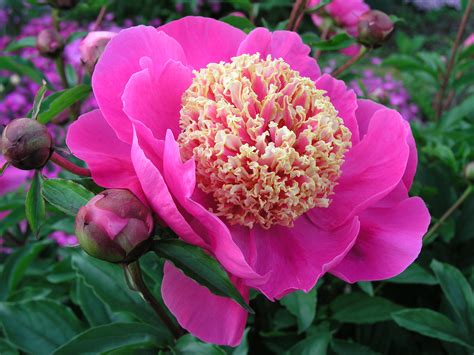 Herbaceous Peonies Palmiters Garden Nursery