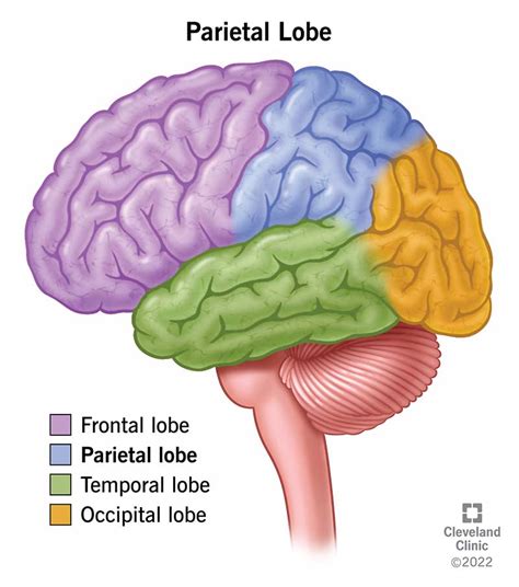 Male Parietal Lobe Brain Anatomy Isolated On White Stock Illustration