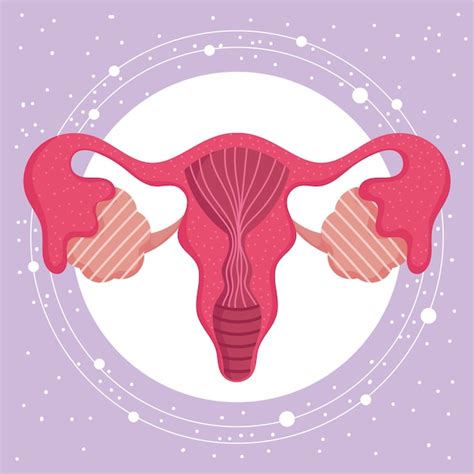Sistema Reproductor Humano Femenino Ilustración De Mujeres De Anatomía
