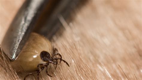 Tick Infestations Causes Signs And Prevention House And Home
