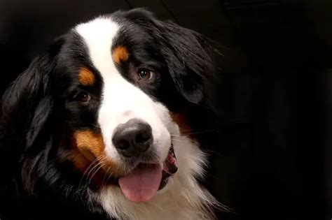 Mini Bernese Mountain Dog A Full Guide To This Cute Canine Thepetfaq