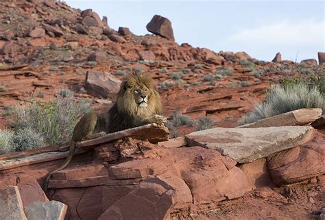Barbary Lion Moab Utah Usa John Dawson Flickr
