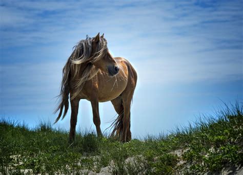Students Take Innovative Sable Island Horse Deterrent System To World