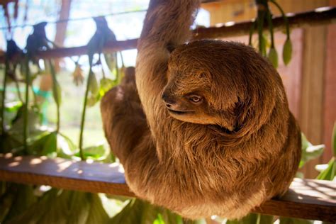 Why Are Sloths So Slow And Other Interesting Facts