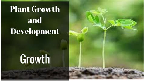 Plant Growth And Development Growth Youtube