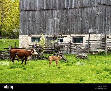 Cow Watching Over Her Calves Stock Photo Alamy