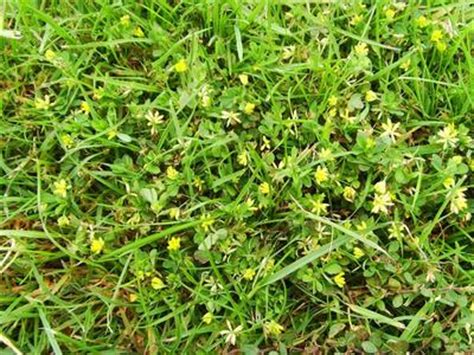 The yellow flowers occur from early spring to late fall. Could someone please identify this lawn weed for me ...