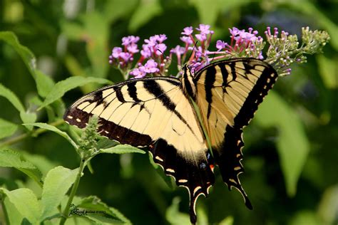 Tiger Swallowtail On Butterfly Bush 1 Featured In The Wildlife And