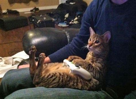 Cat Playing Xbox Gamer Cat Funny Animal Pictures Cats