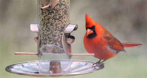 8 Best Bird Feeders To Attract Cardinals 2023 Bird Watching Hq