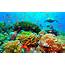 Ocean Habitat Coral Reef