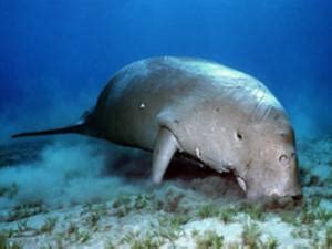 Fosil Sapi Laut Purba Ditemukan di Filipina - Countinews | Cerita Panas