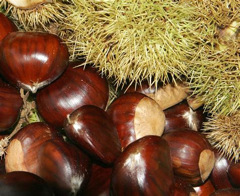 Chestnuts Nutritious Health Benefits Prevents Diabetes