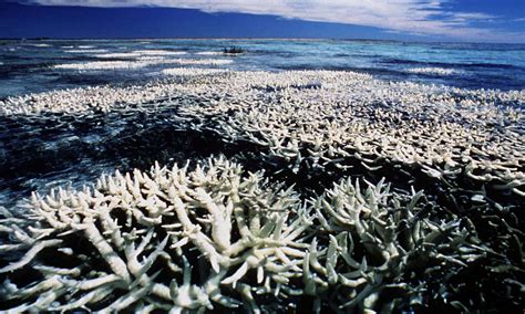 The Observer View On The Destruction Of The Worlds Great Coral Reefs