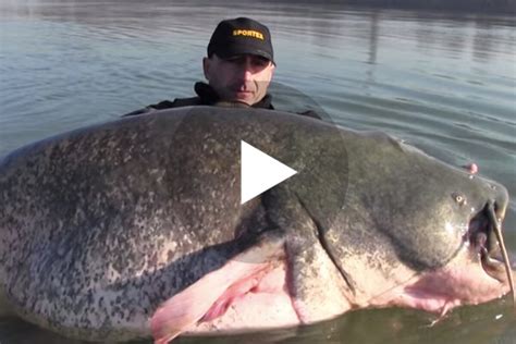 Colossal 280 Pound Catfish Caught In Italy