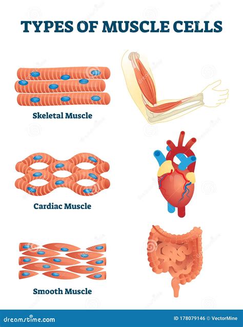 Types Of Muscle Cells Vector Illustration Labeled Soft Tissues