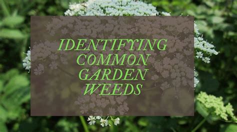 Common Garden Weeds Uk A Complete Identification Guide