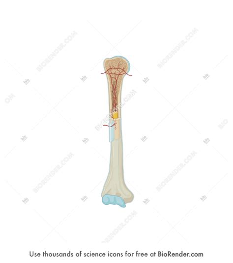 There are trabeculae in spongy bone which gives its sponge like appearance. BioRender | Humerus (anterior, cross-section)