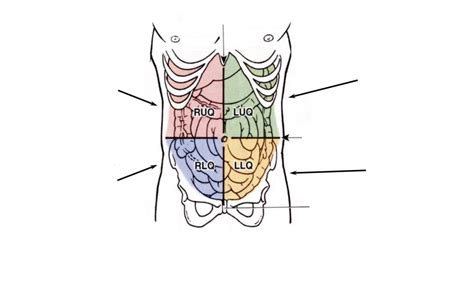 4 Quadrants Of Abdominal Cavity Diagram Quizlet