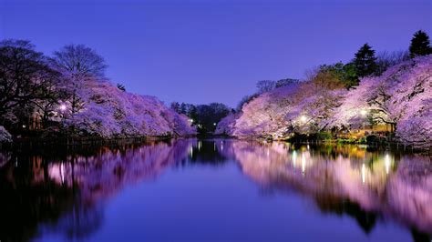 Free Download Cherry Blossom On Park Lake In Osaka Wallpaper