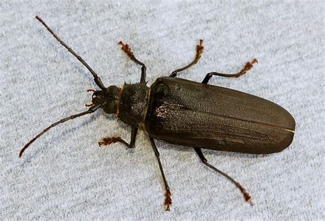 Large Black Flying Bug Identification