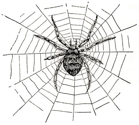 Spider Web Web Clip Art Clipart Clipartix