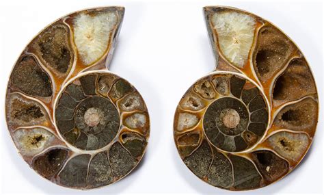 Lot 463 Ammonite Nautilus Polished Fossils Pair Of Polished Shell