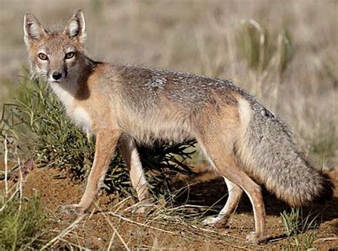 Swift Fox Creatures Of The World Wikia Fandom Powered