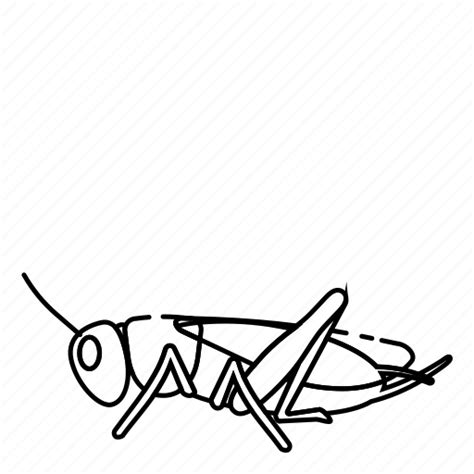 Bug Cricket Insect Icon