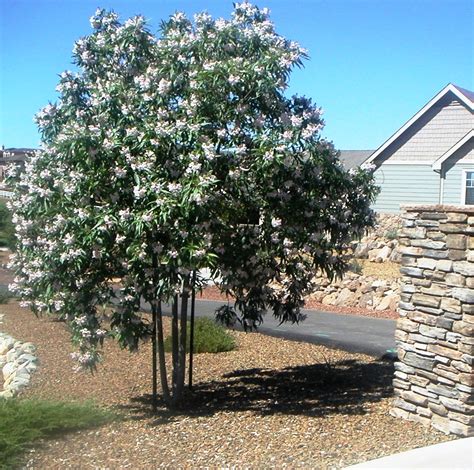 Nerium oleander) هي نبات شديد السمية موطنه حوض البحر الأبيض المتوسط امتداداً إلى الصين. شجرة الدفلة البيضاء Nerium oleander , Apocynaceae - مشتلي