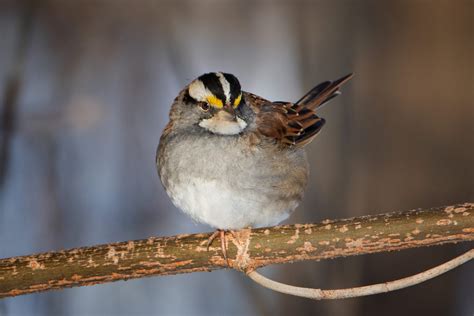 Top 20 Backyard Birds In Maryland Free Picture Id Printable Bird