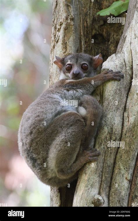 Milne Edwards Sportive Lemur Hi Res Stock Photography And Images Alamy