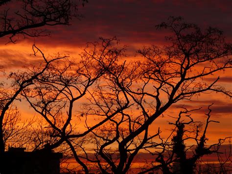 Free Images Tree Nature Branch Cloud Sun Sunrise Sunset Dawn