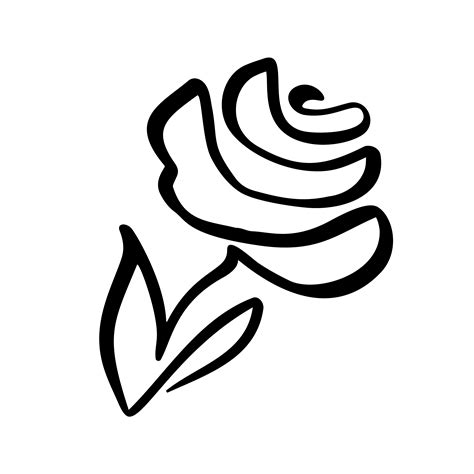 Rose Flower Concept Continuous Line Hand Drawing Calligraphic Vector