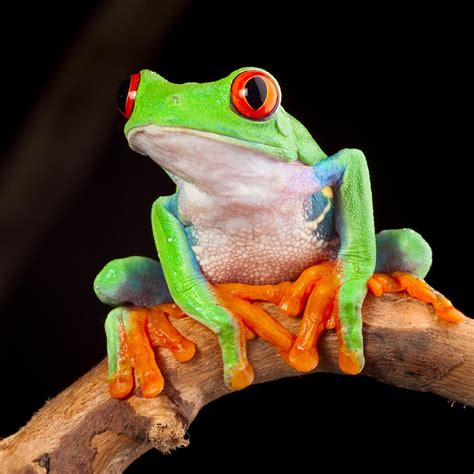 Red Eyed Tree Frog Photograph By Dirk Ercken