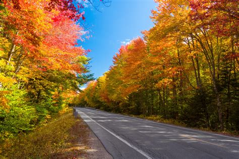 Forest Road In Fall Free Stock Photo Public Domain Pictures