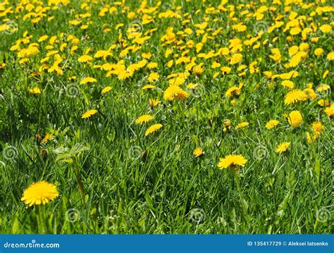 Meadow Of Dandelions On A Sunny Day Stock Image Image Of Background