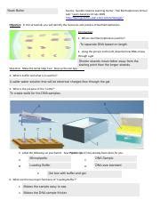 Answer key dna fingerprinting activity introduction : Gel Electrophoresis Worksheet Answer Key