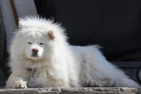 Samoyed Dog Breed Information Facts And Pictures Dog Lover India